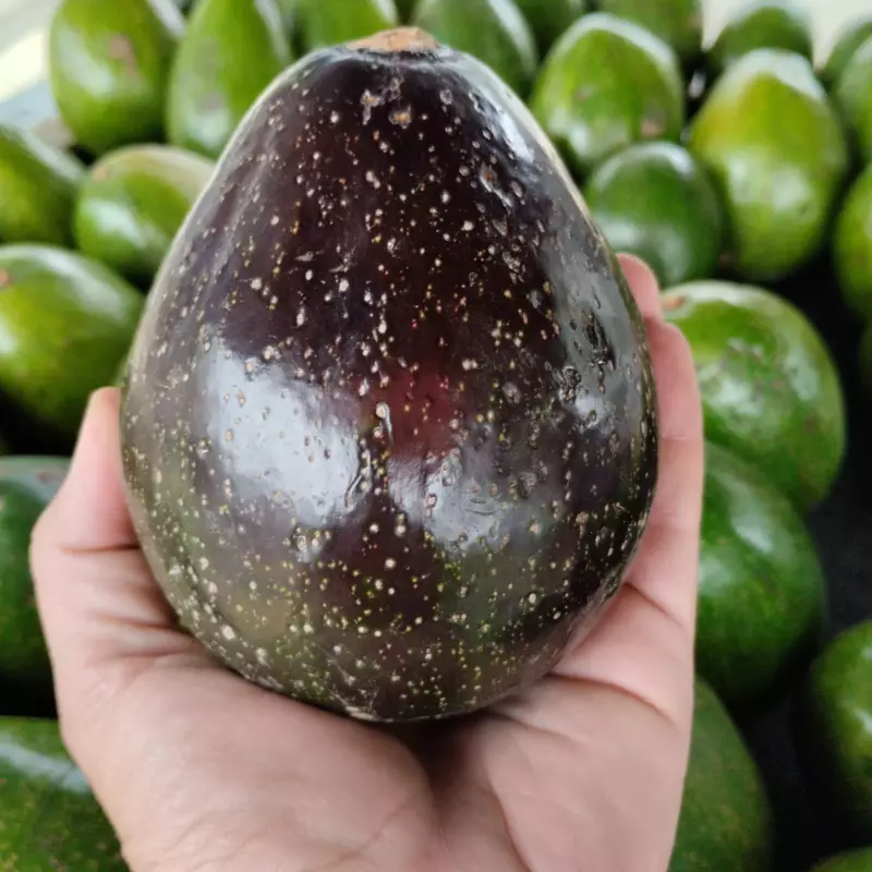 Aguacate Collin  morado