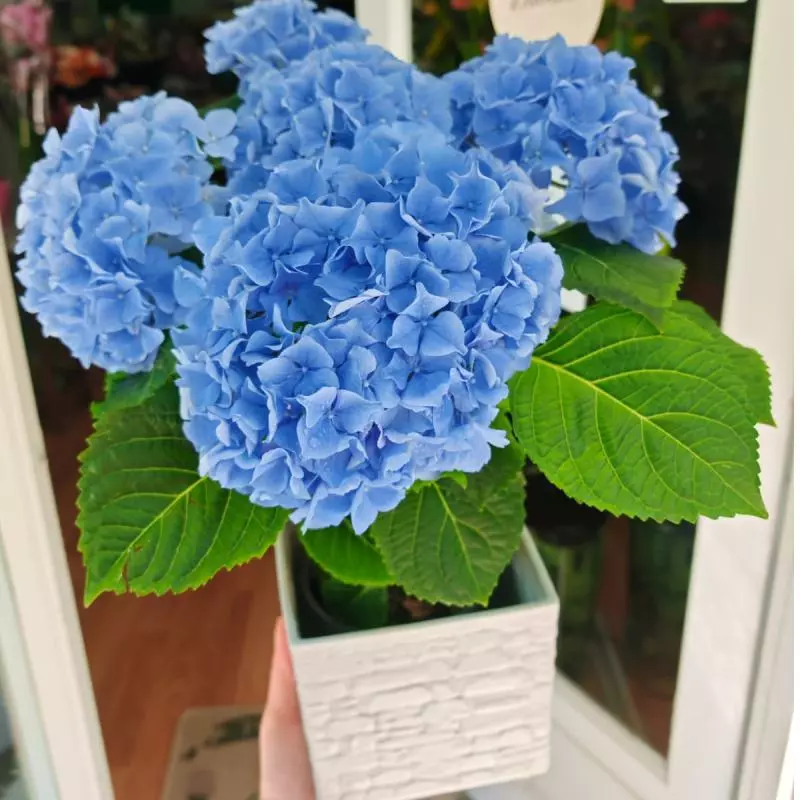 Hortensia Azul