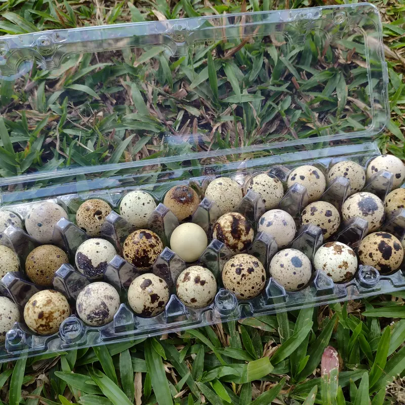 Ovos de codorna (bandeja)