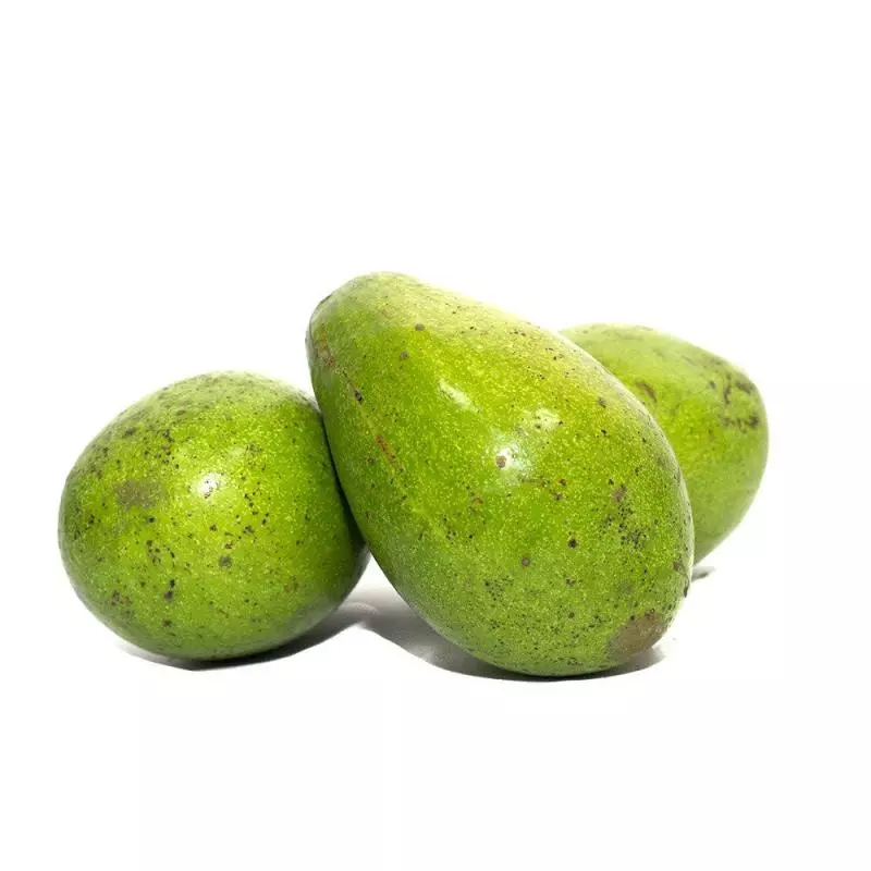 Aguacate Lorena