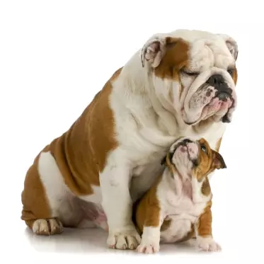 Raça Bulldog ingles