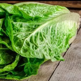Lechuga Orejona
