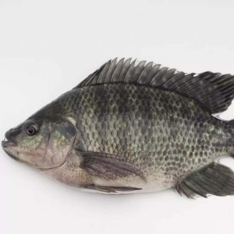 非洲鲫鱼 Tilapia