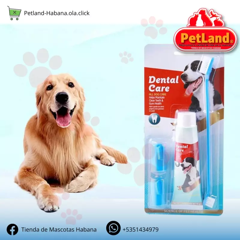 Kit dental
