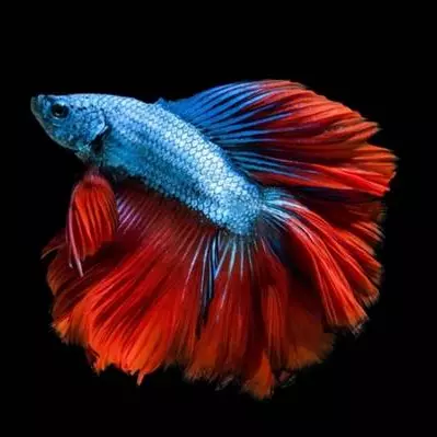 Betta Macho