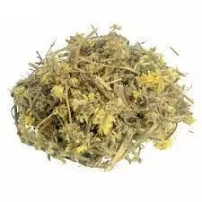 Macela em flor