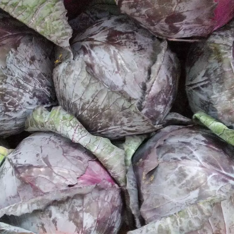 REPOLLO MORADO  UNIDAD