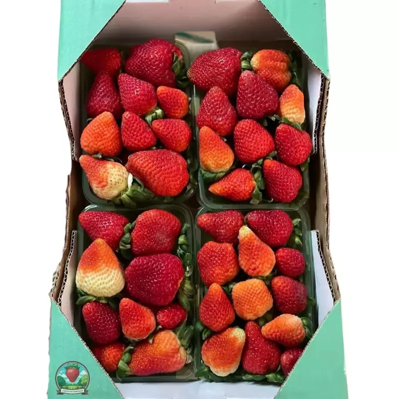 MORANGO FRESCO 3 DE BOCA