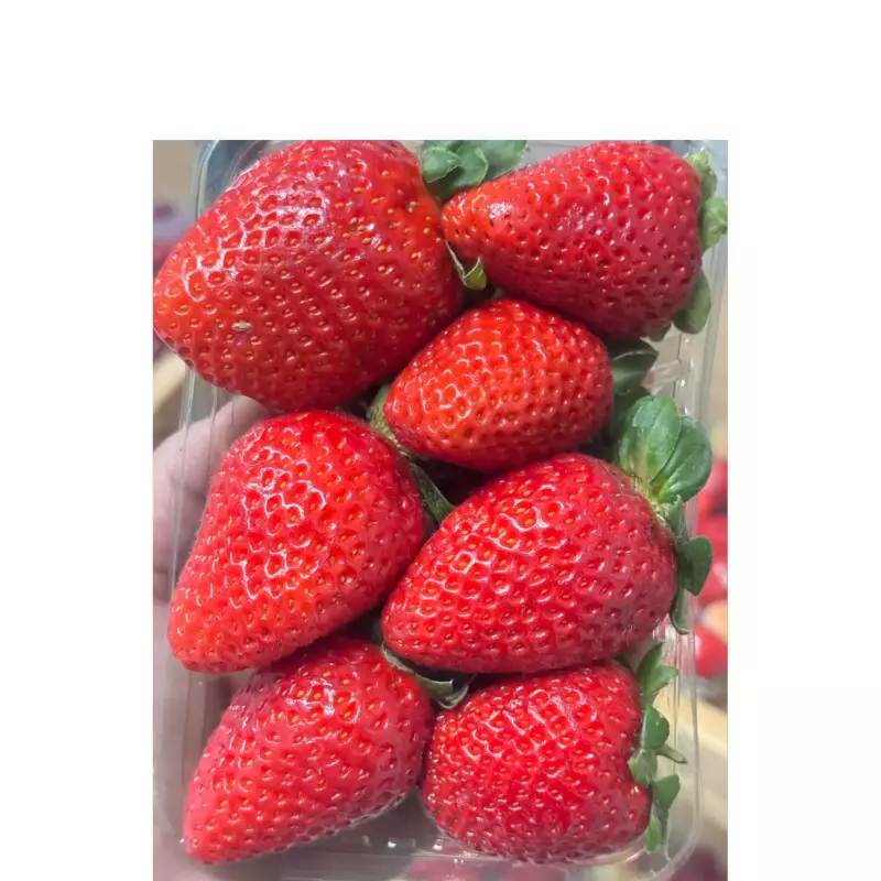 Bandeja morango fresco 2 de boca