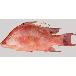Pargo Gallo