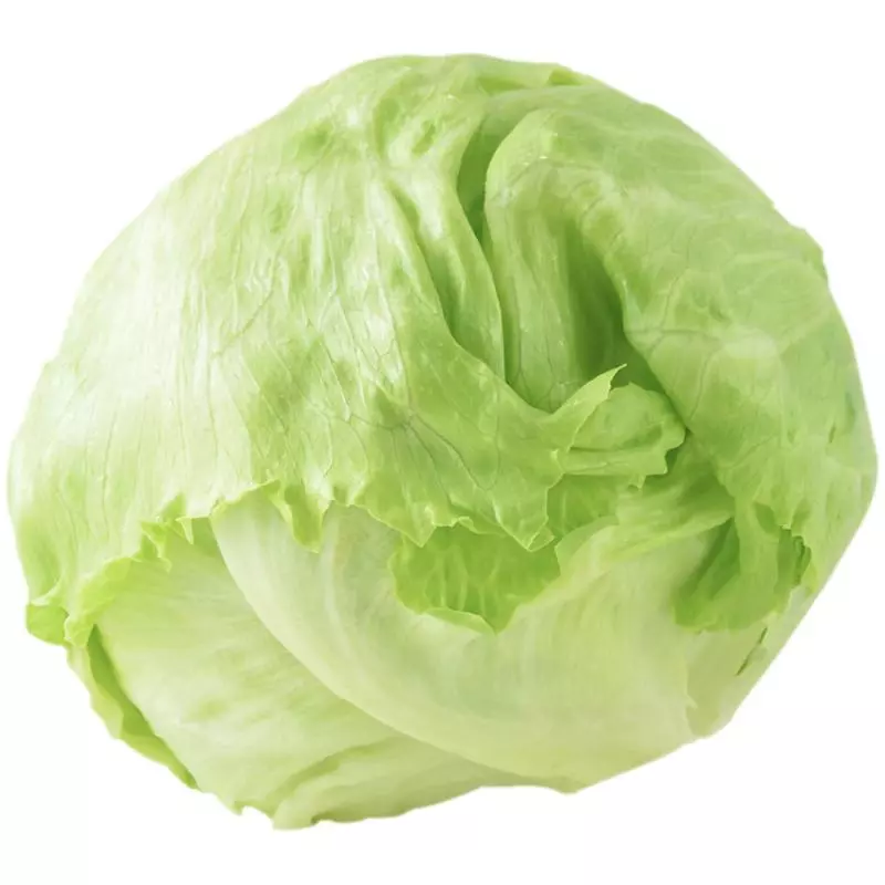 LECHUGA 生菜