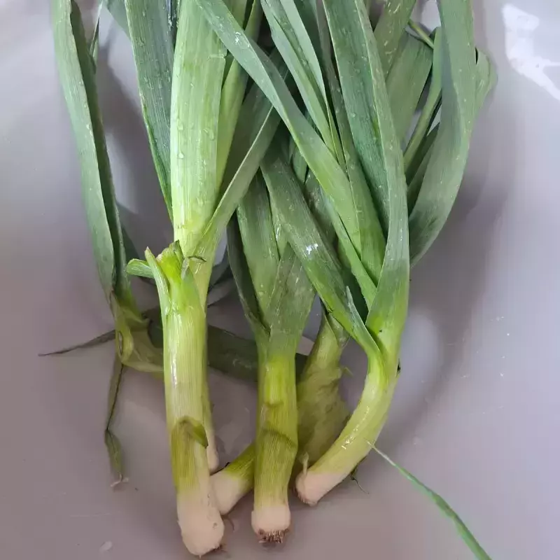 Alho Poró (Ivonete)