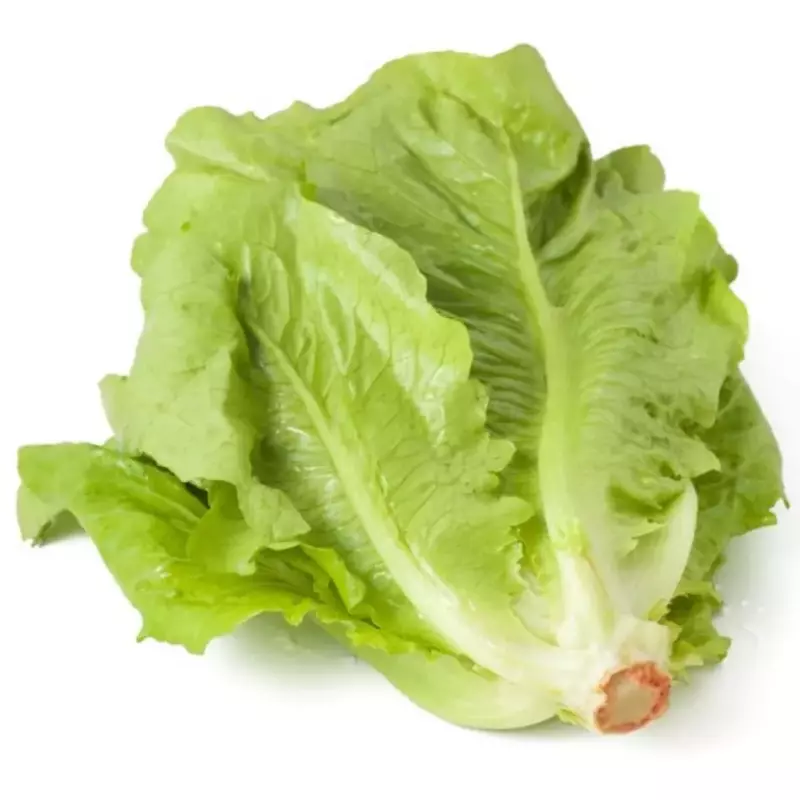 LECHUGA CHILENA