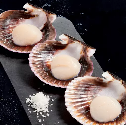 Vieiras com Concha e com gônoda