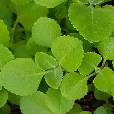 Folhas de hortelã grande