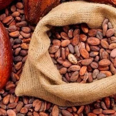 CACAO EN GRANO