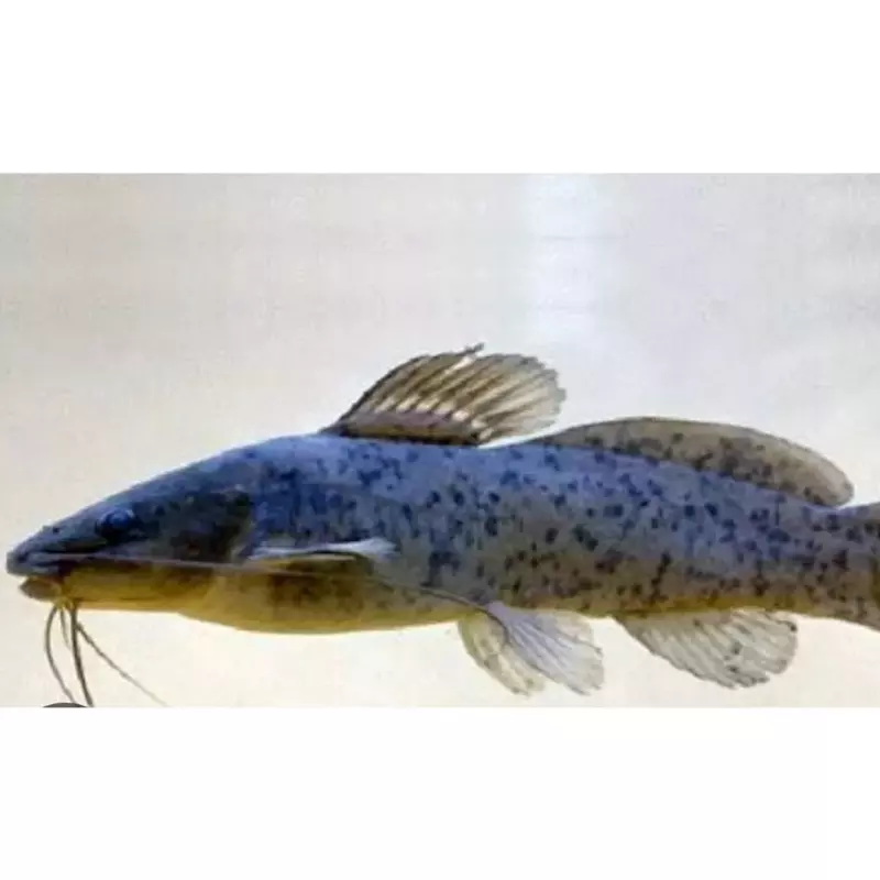 Jundia inteiro limpo