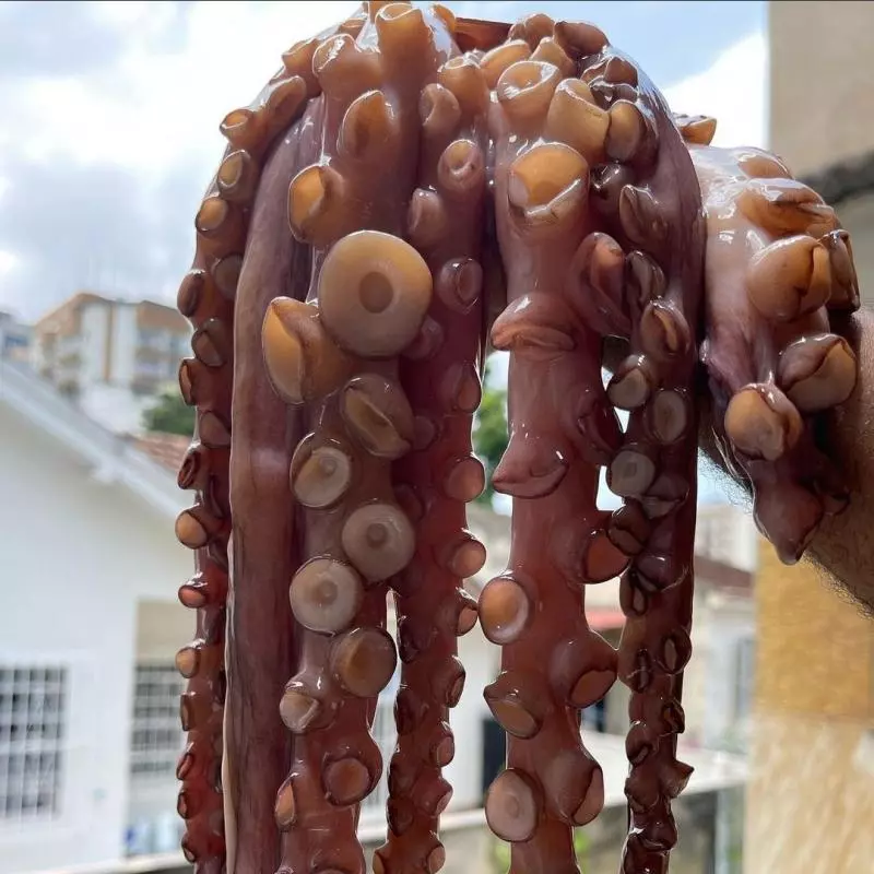 POLVO MÉDIO INTEIRO