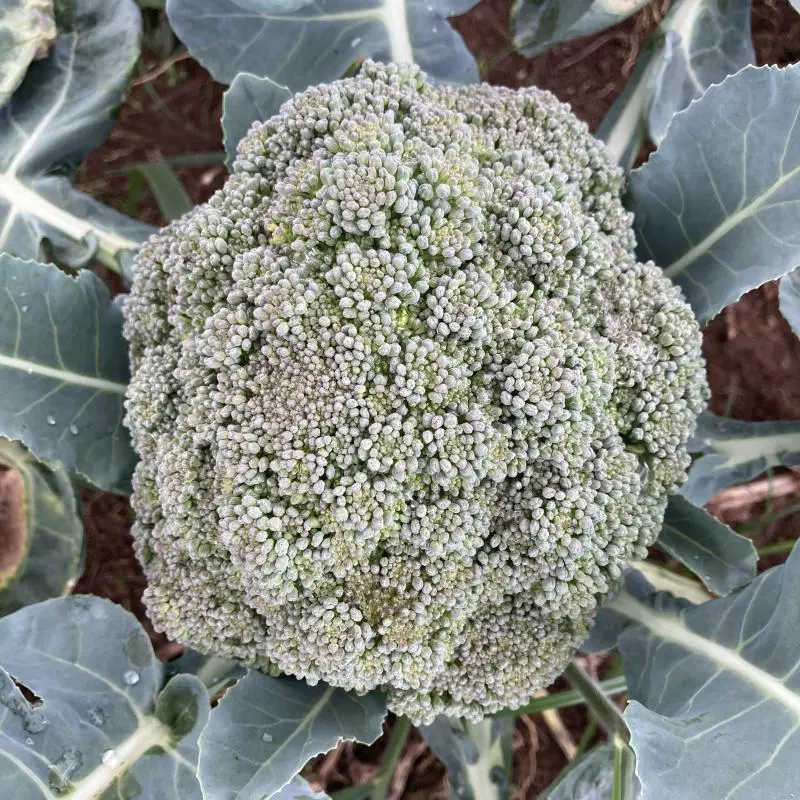 Brócolis Americano (Néia)