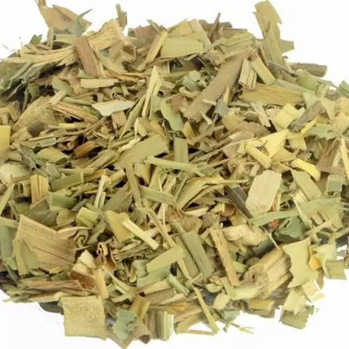 Cana Brejo Folha
