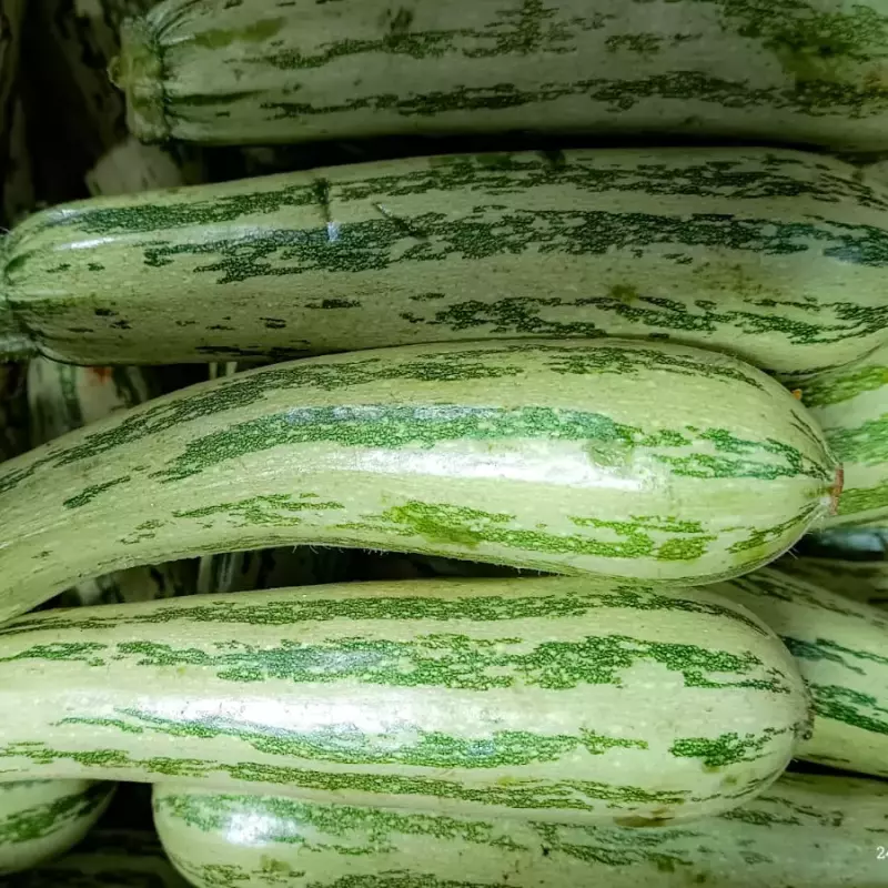 ABOBRINHA ITALIANA ORG. 1kg