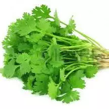 Cilantro x250gr