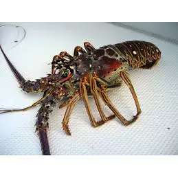 Langosta