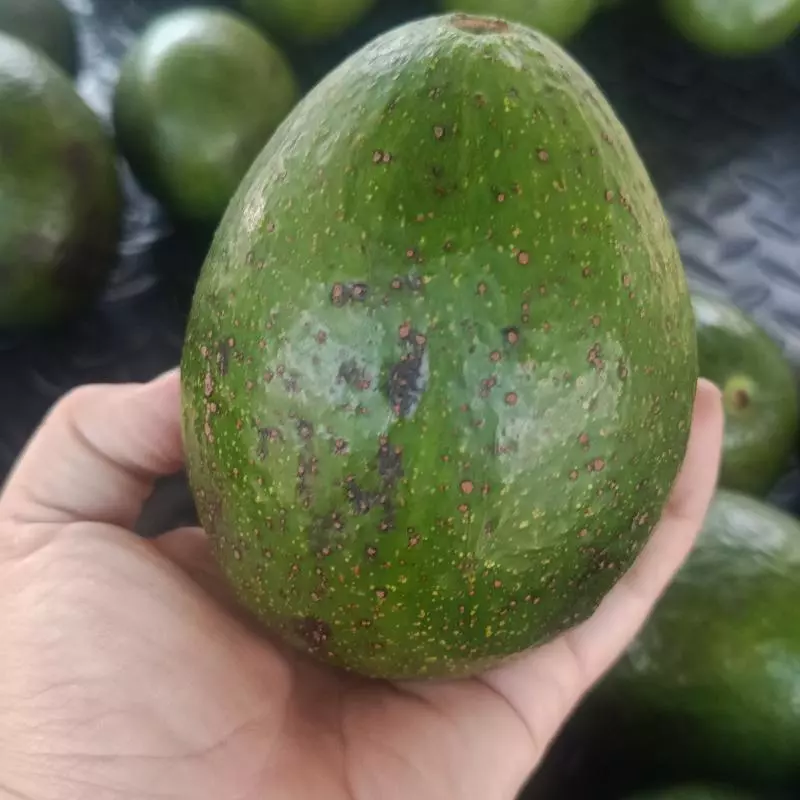 Aguacate trinidad macho 8000