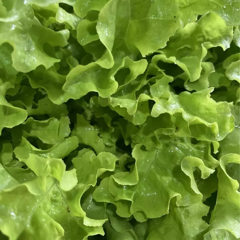 Alface Mimosa Saladinha (Ivonete)