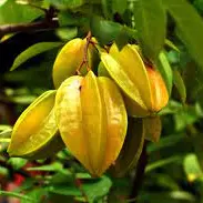 CARAMBOLA KILO