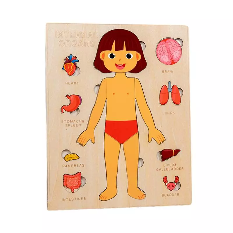 Rompecabezas Cuerpo Humano(copy)(copy)