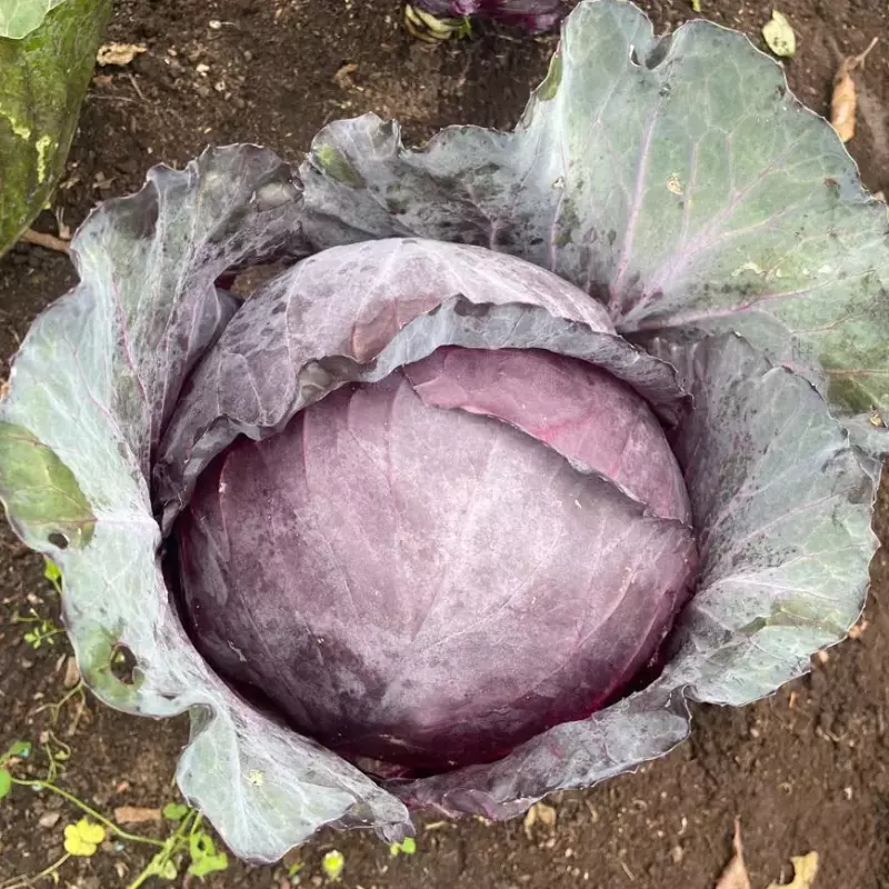 Repollo Morado Orgánico x Und.