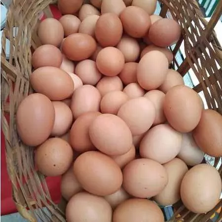 Ovos Galinha Poedeira Solta (Dirce)
