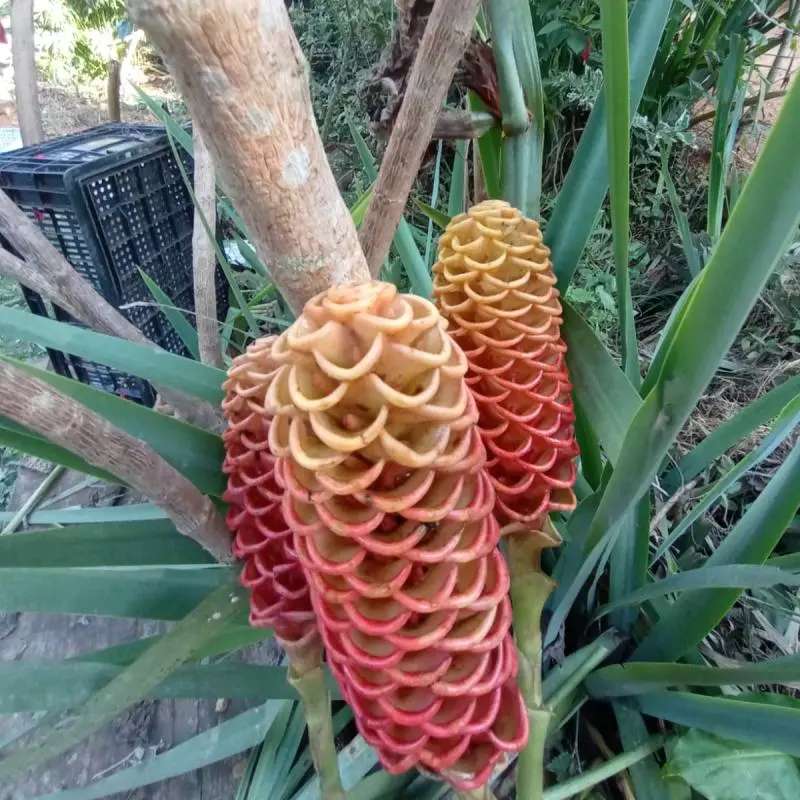 Sorvetão, Gengibre Shampoo (Dirce)