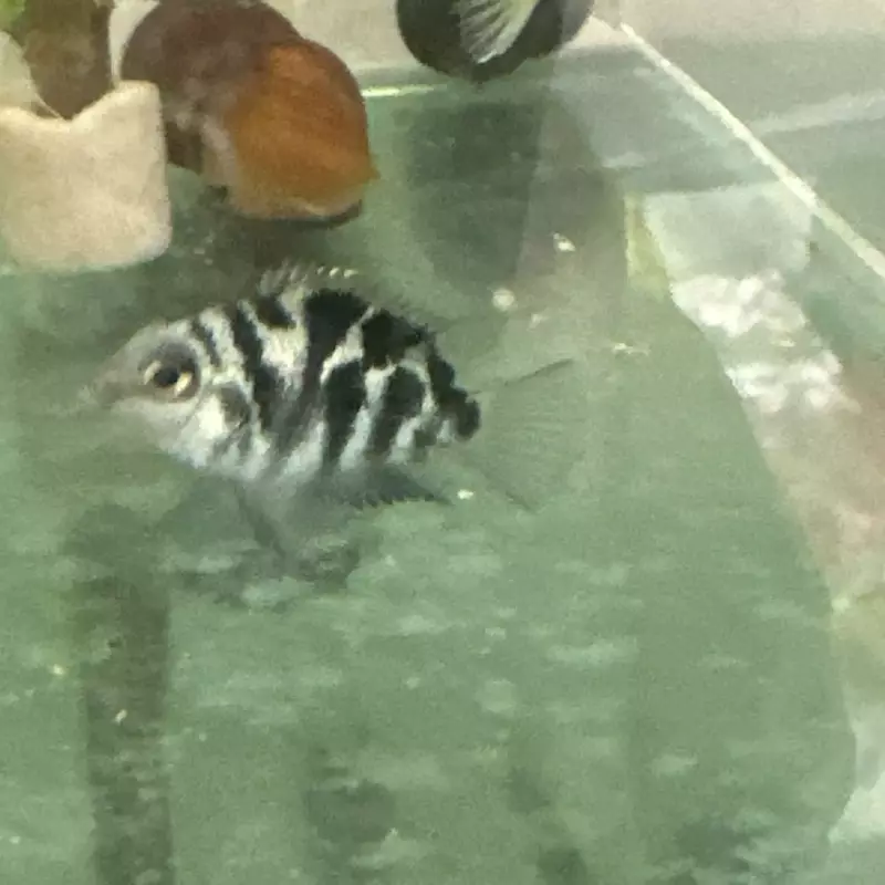 Papagaio Blue safire