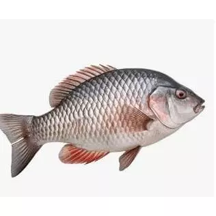 Tilápia (700g) água salgada
