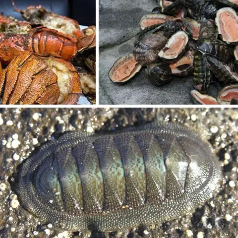 CEVICHE DE CUCARACHA DE MAR