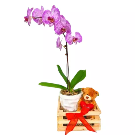 Box mini Orquídea