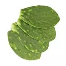 Nopal