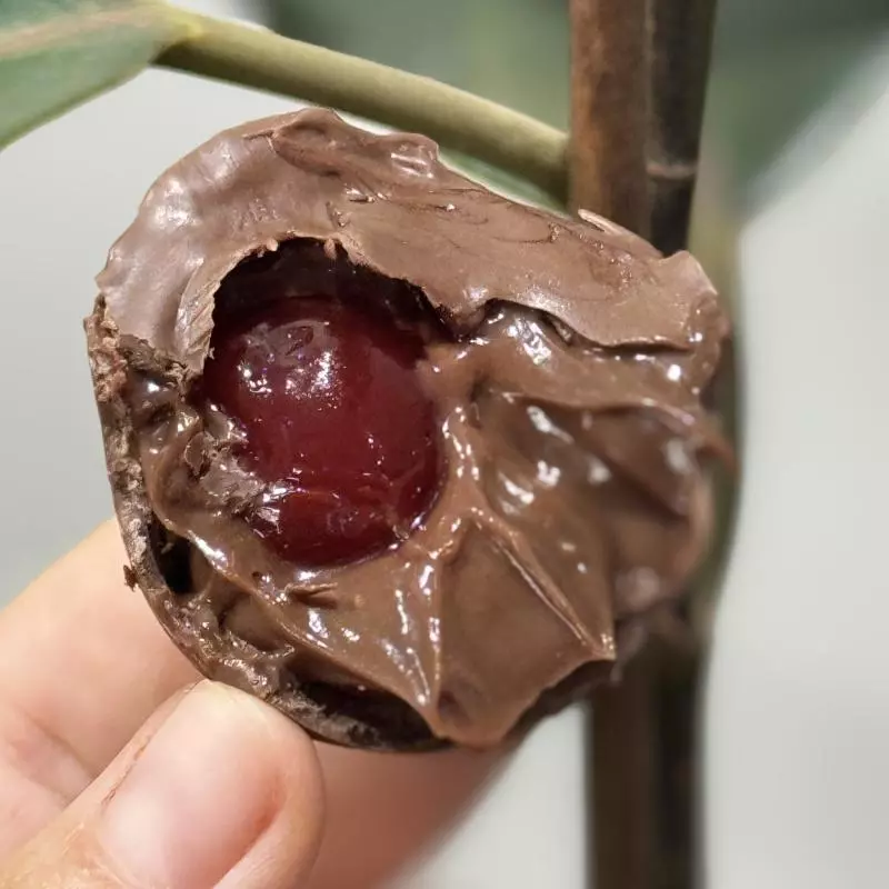 Trufa Brigadeiro com Cereja