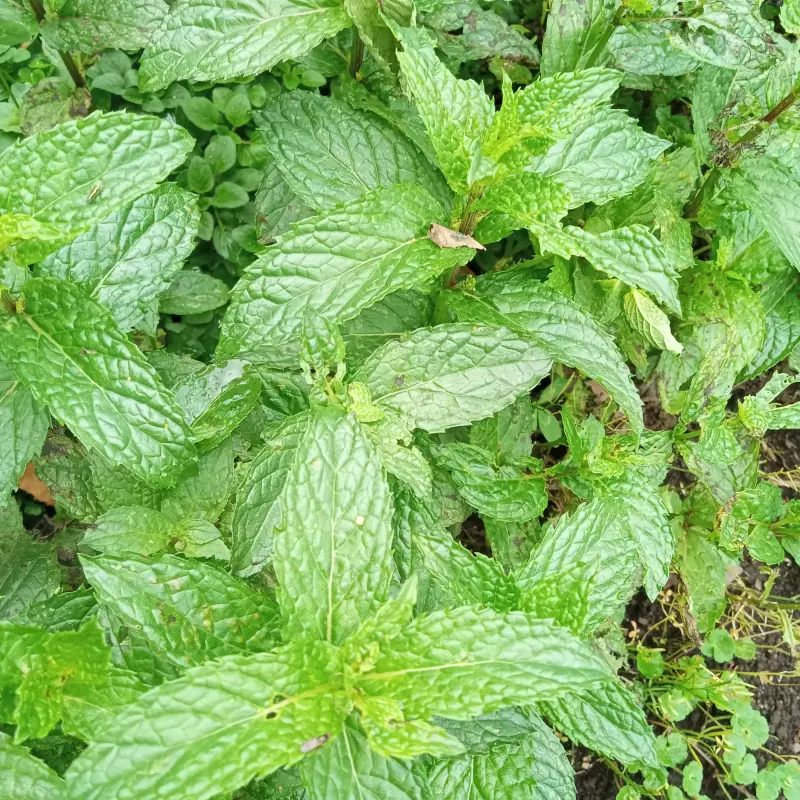 Hierbabuena x 70gr (Aromática)