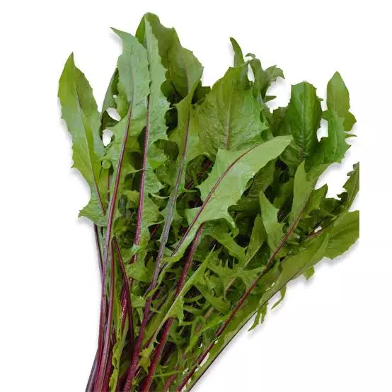 CHICÓRIA CRESPA ROXA