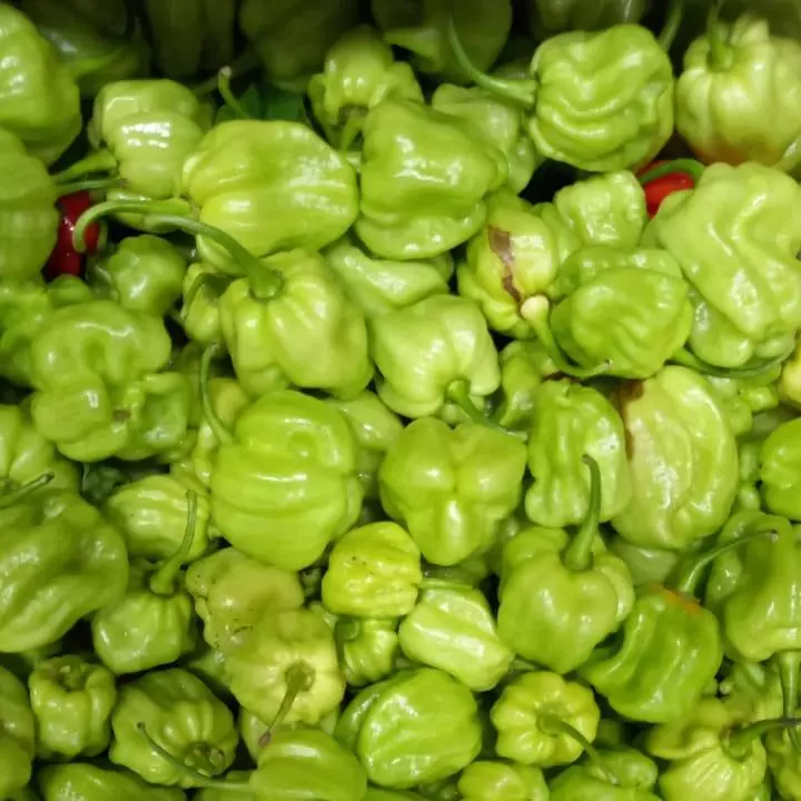 CHILE PANAMEÑO BANDEJA