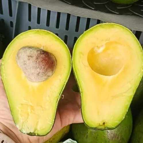 Aguacate semil 8.000