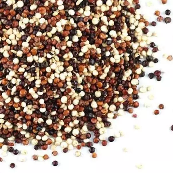 Quinoa tricolor