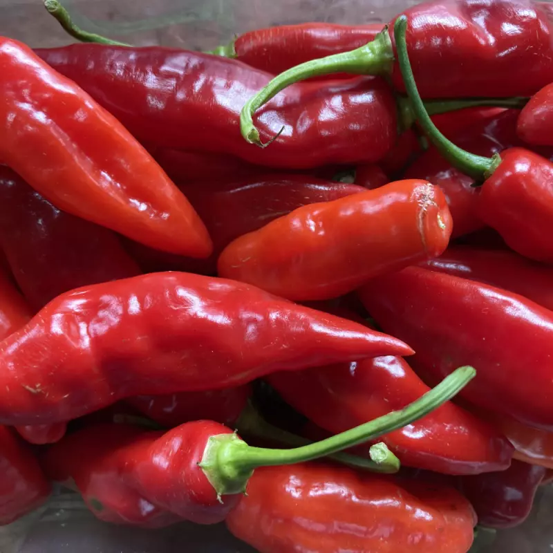 Pimenta Dedo-de-Moça (Ivonete)