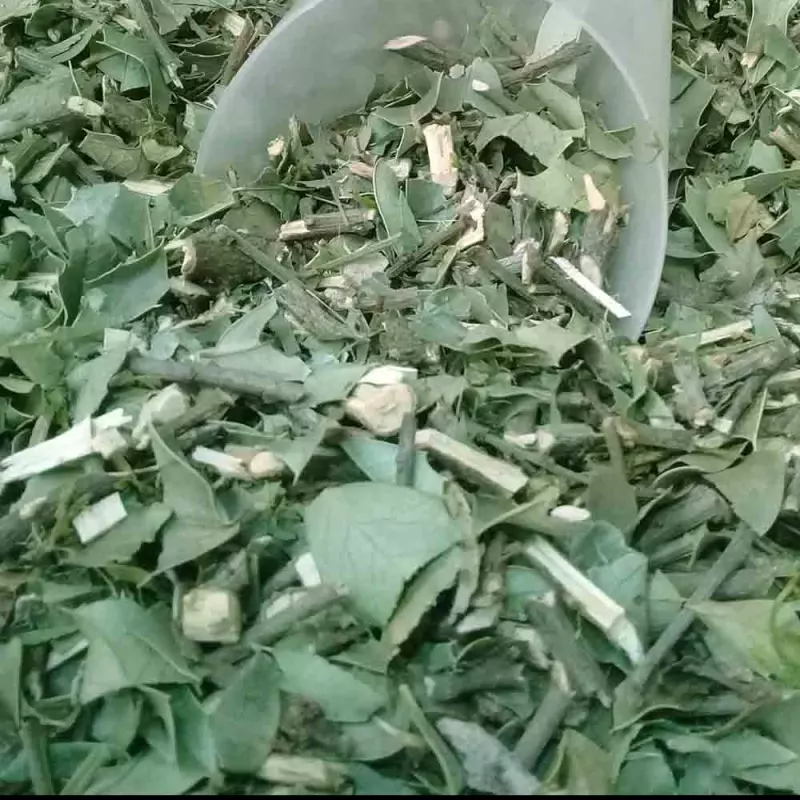 Espinheira santa
