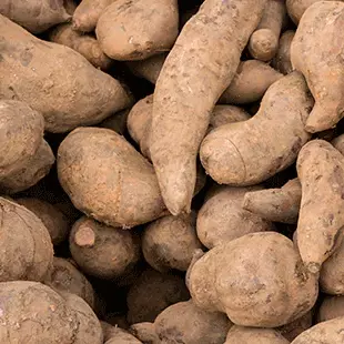 BATATA YACON ORG. 1kg