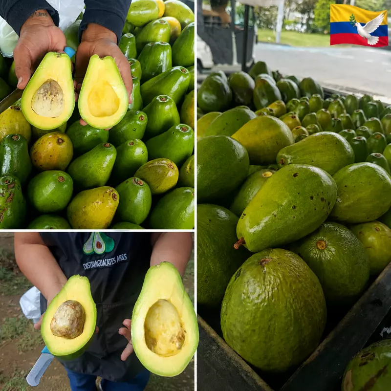 Aguacate choquette reposición