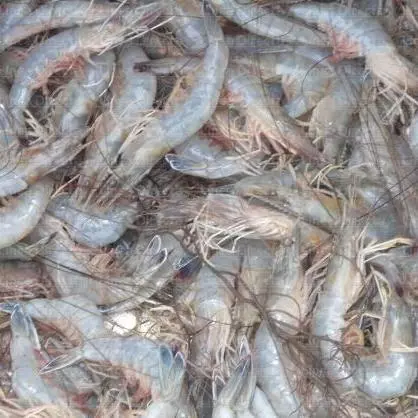 Camaron Fresco(copia)(copia)